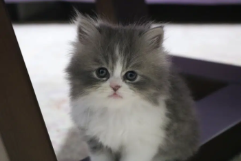 Persian Male And Female Kittens