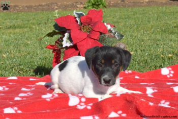 Gorgeous Jack Russell puppies