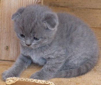 Scottish Fold Kittens For Sale