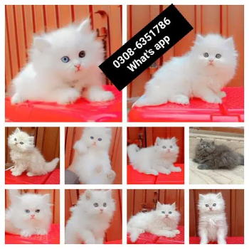 CASH ON DELIVERY High Quality Persian kitten or Persian cat Babies