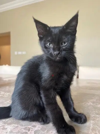 قطة للبيع عمرها شهرين ونصف