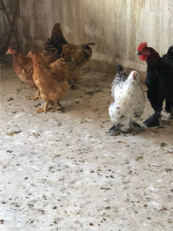 تلات فراخ وديك كوشين لارج