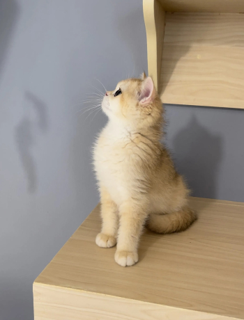 بريتيش شورت هير انثى لون Ny12 السعر 4000