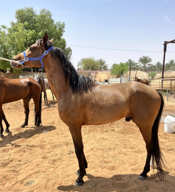  خيل اصيل دفع كاش