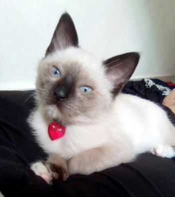 قط من نوع سيامو