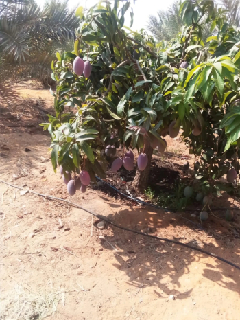 مانجو أوستون تصدير