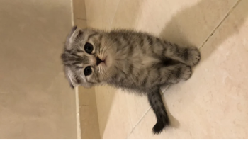 حيوانات للبيع في العين الإمارات