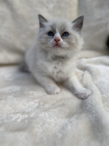 Ragdoll kittens.