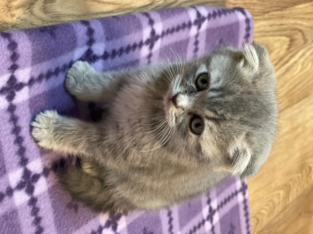 حيوانات للبيع في العين الإمارات