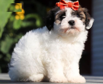 genuine Havanese Puppies for Sale