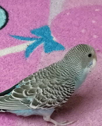 عصافير استرالي