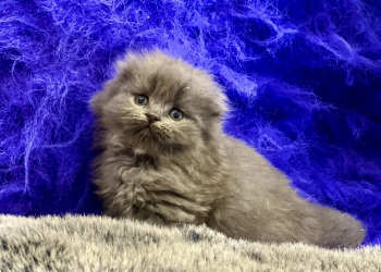 Scottish Fold and British kittens