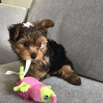 Toy Size Yorkie - 4-6 Lbs $200