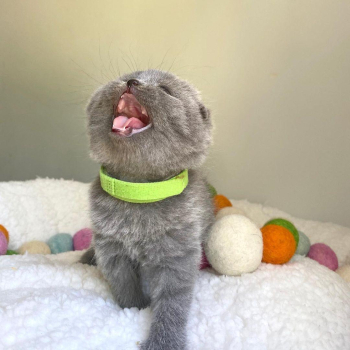 AASGS Scottish Fold Kittens