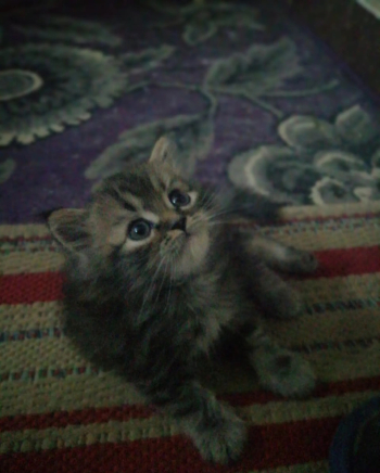 قطتين ولدين شيرازي بيور متعودين على الليتر بوكس بياكلو دراي واكل بيت سعر البيع للق