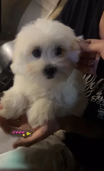 Ø´ÙŠØªØ²Ùˆ/ Ø§Ù†Ø«Ù‰/ Ø§Ù„Ø¹Ù…Ø± Ø´Ù‡Ø±ÙŠÙ† ÙˆÙ†Øµ/ Ù„Ø¹ÙˆØ¨ Ù…Ø±Ø§/ ÙŠØ³ØªØ®Ø¯Ù… Ø§Ù„Ø­Ù…Ø§Ù…/ ÙŠØ¨ÙŠ Ù„Ù‡ ØªØ¯Ø±ÙŠØ¨ Ø´ÙˆÙŠ/ Ø³Ø¨Ø¨ Ø§Ù„Ø¨ÙŠØ¹ Ø§Ù„Ø