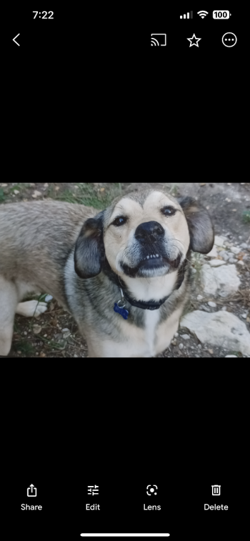 Two dogs free to good home.They are sisters they need to be kept together.