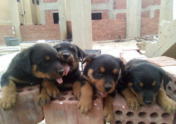 جراوي روت فايلور ألماني