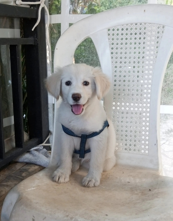 English Cream Golden Retriever