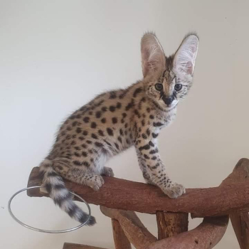 Exotic Kittens Available