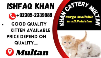 Cats & kittens for sale