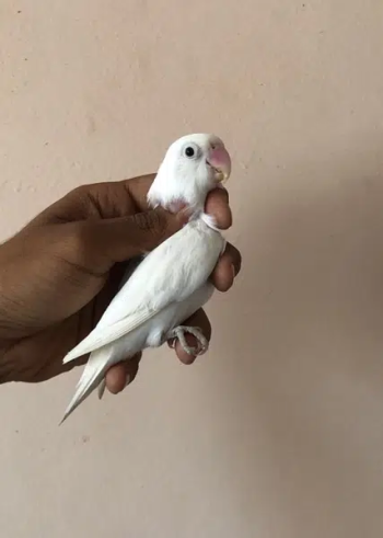 albino / ino breeder female