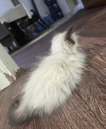 قطه همالايا