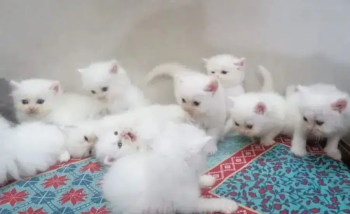 Persian cats/triple coated Persian cats/Persian kittens/punch face