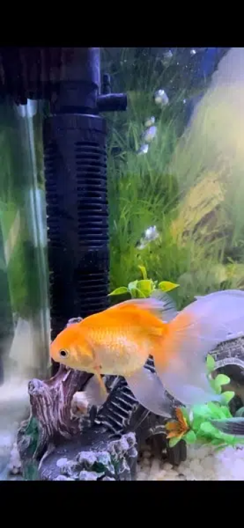Gold Fish + Shark Fish Available for Sale