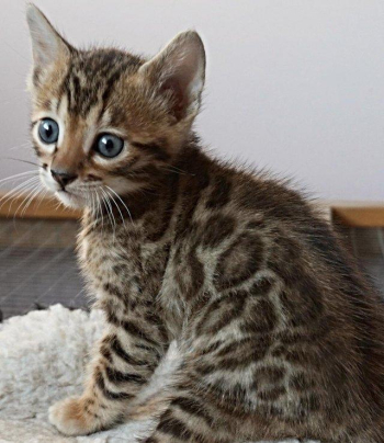 Available Bengal Kittens Ready For New Homes.