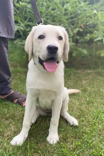 Labrador Female Puppy