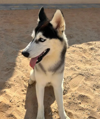 Alaskan Husky dog