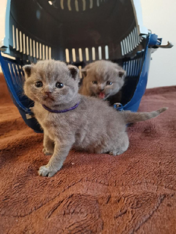 dfbgfhgf Scottish fold kittens