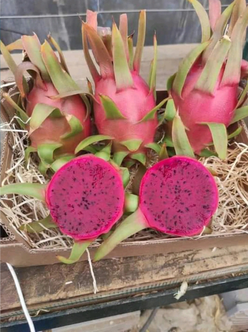 من خير الطبيعه فواكه استوئيه طازجة