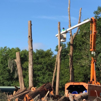 DANGEROUS TREE REMOVAL, LAND CLEARING, RE-PLANTING, FREE ESTIMTE