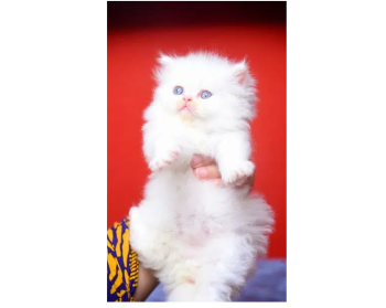 tripple coat punch face male female kitten available