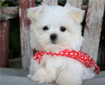 wonderful Maltese puppies available