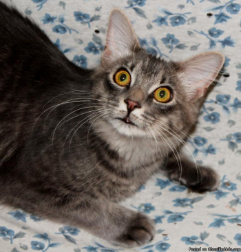 Two adorable young cats, one born in March the other in July of 2012.