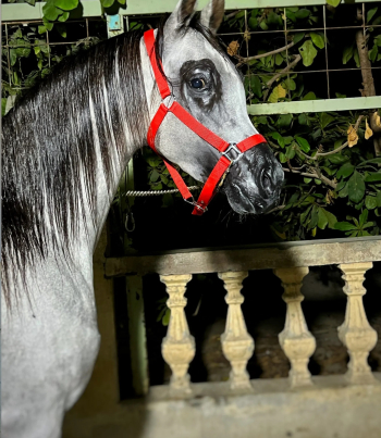 فحل واهو مكس