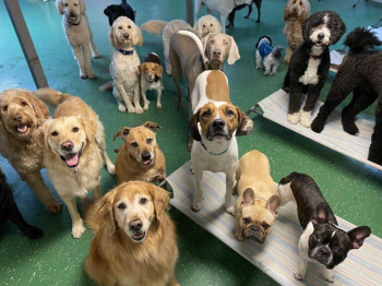 Dog Daycare Services in Spanaway