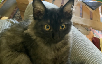 قطة للبيع لطيفة وذكيةومؤنسة