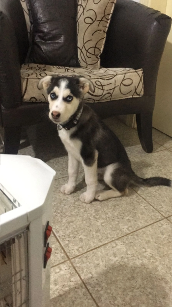 pure little husky 3 months old