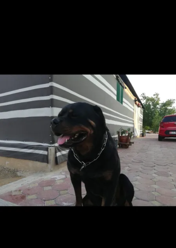 ذكر منتج الباي بيور