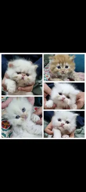 Persian cats/punch face/triple coated kitten's/kittens for sale