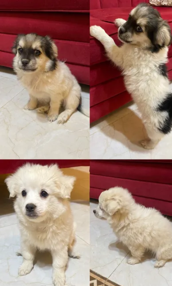 كلاب صغيرة للبيع جراء