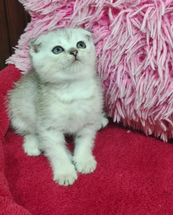 قطط سكوتش فولد وبريتش شانشيلا