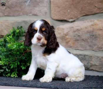 Show cocker spaniels