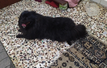 كلب اليف للبيع