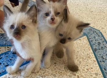 قطط سيامي شيرازي للبيع