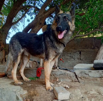 Black and Brown German Shepherd